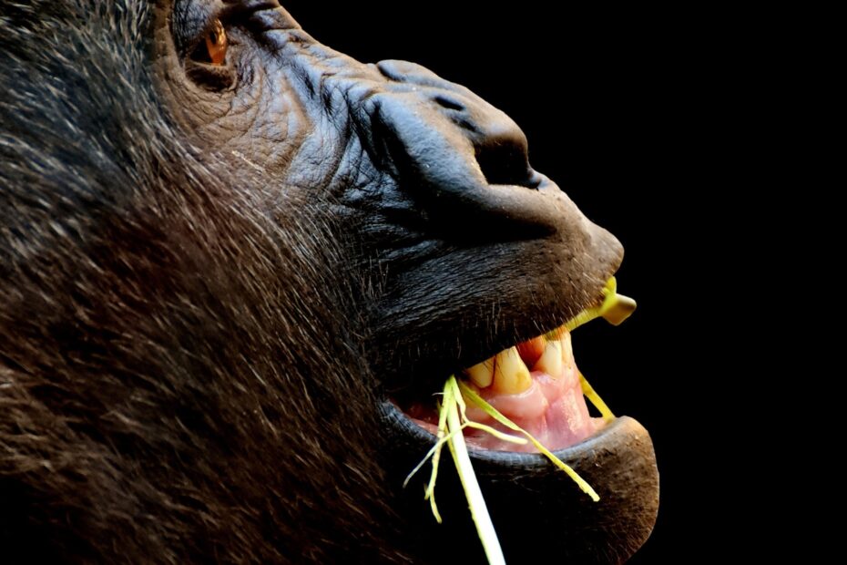 Avoid Overpaying: Gorilla Safari Africa Cost Guide for 2026–2027 Avoid Overpaying: Gorilla Safari Africa Cost Guide for 2026–2027