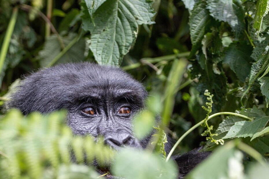 Ultimate Uganda Safari and Gorilla Trekking 2026 Guide: Permits, Costs, and Itinerary Ultimate Uganda Safari and Gorilla Trekking 2026 Guide: Permits, Costs, and Itinerary