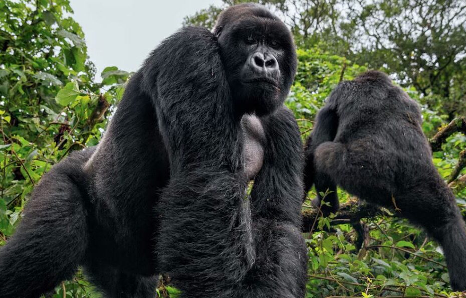 Gorilla Permit Prices Compared: 7 Key Differences Between Uganda, Rwanda & Congo Gorilla Permit Prices Compared: 7 Key Differences Between Uganda, Rwanda & Congo