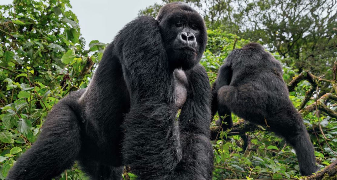 World Gorilla Day: Why September 24 Matters for Uganda's Mountain Gorillas World Gorilla Day