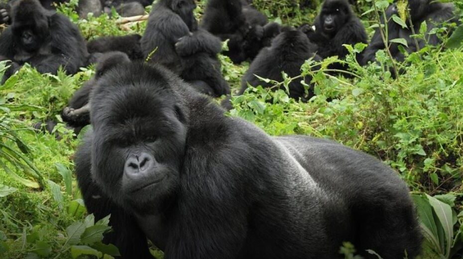 Gorilla Trekking Safaris Uganda: Ultimate 2026/2027 Guide to Permits, Best Seasons & 7 Life-Changing Experiences Gorilla Trekking Safaris Uganda: Ultimate 2026/2027 Guide to Permits, Best Seasons & 7 Life-Changing Experiences