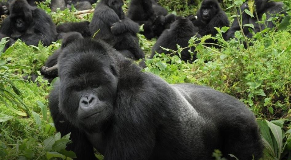 8-Day Uganda Rwanda Safari: Gorilla Trekking and the Nyungwe Zipline 8-Day Uganda Rwanda Safari: Gorilla Trekking and the Nyungwe Zipline