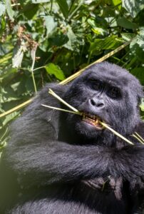 Uganda Gorilla Honeymoon Safari