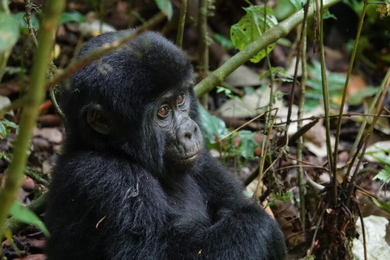 10-day Rwanda and Uganda gorilla safari