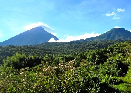 Mountain Gorilla Double Trekking Uganda: Complete 2026 Guide to Permits, Costs & Best Sectors Mountain Gorilla Double Trekking Uganda