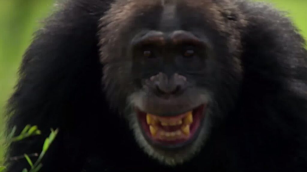 Chimpanzees in Uganda: Facts, Behavior and Where to See Them Male chimpanzee baring its teeth in Kibale Forest