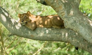 Queen Elizabeth National Park