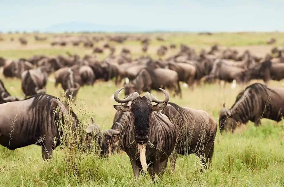 Uganda vs Kenya Safari: Why Smart Travellers Are Choosing Both Uganda vs Kenya Safari: Why Smart Travellers Are Choosing Both