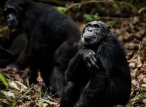Chimpanzee Trekking in Kibale Forest