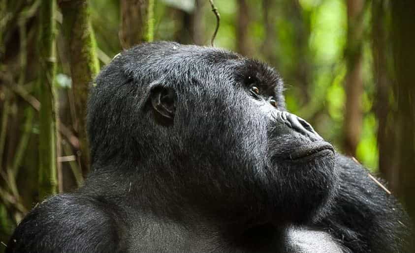 7 Day Uganda Gorilla & Chimpanzee Safari: Exciting Bwindi, Kibale & Queen Elizabeth. Mountain Gorilla in Bwindi Forest