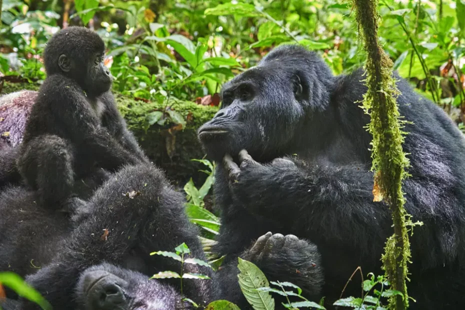 Bwindi Impenetrable Forest: 10 Essential Things Every Traveller Must Know Before Visiting Uganda's Primate Paradise Bwindi Impenetrable Forest: 10 Essential Things Every Traveller Must Know Before Visiting Uganda's Primate Paradise