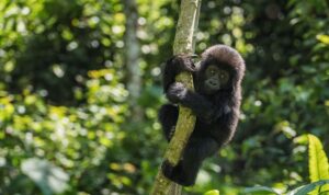 Bwindi impenetrable National park