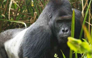 silverback gorilla