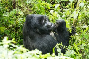 Gorilla Trekking vs Chimpanzee Trekking in Uganda