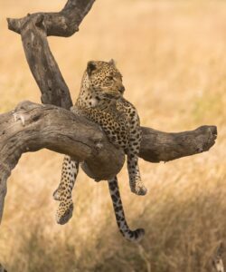 Game Viewing safari in Uganda 