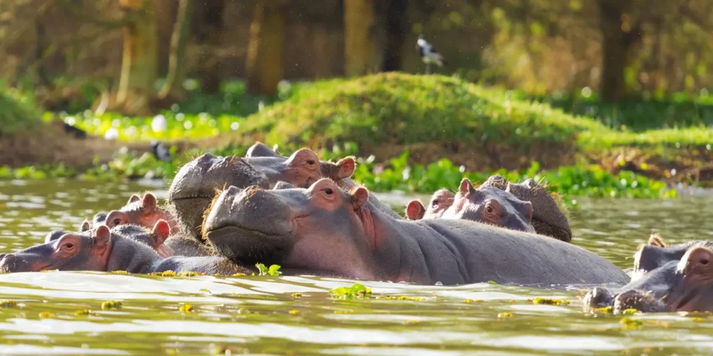 Queen Elizabeth National Park: The Complete Guide to 10 Amazing Safari Experiences Kazinga Channel boat cruise in Queen Elizabeth National Park