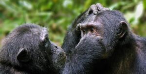 7 Day Uganda Gorilla & Chimpanzee Safari: Exciting Bwindi, Kibale & Queen Elizabeth.