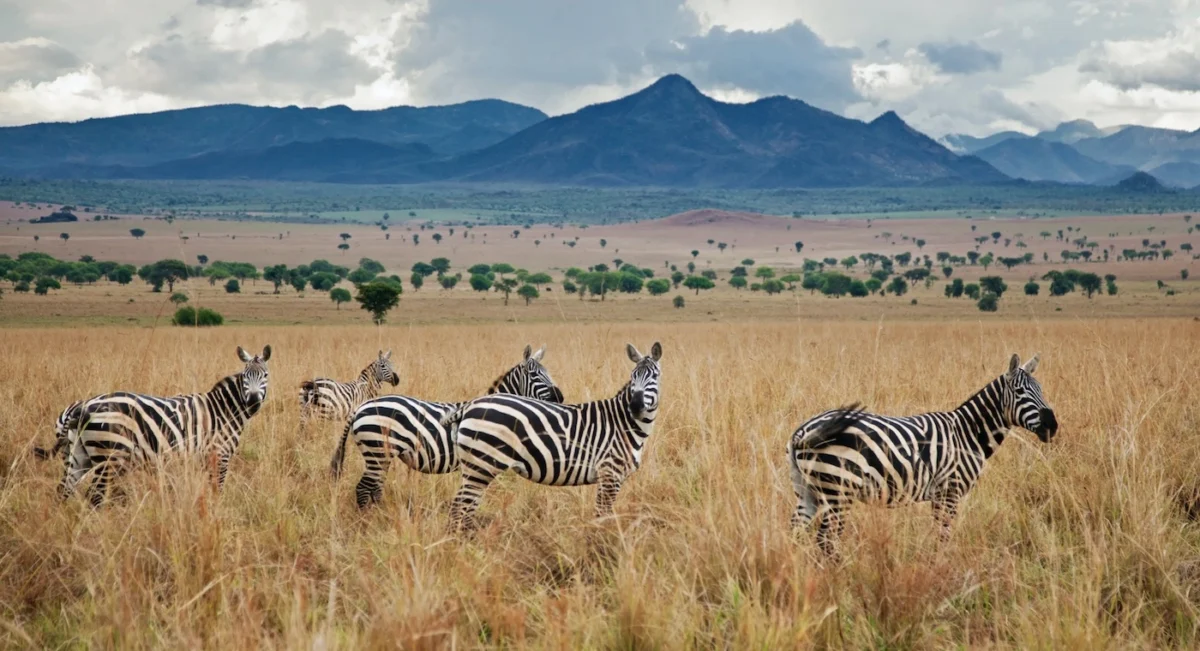 Uganda Safari Forests and Bushes: 10 Amazing Wild Places Worth Exploring Kidepo Valley National Park, Uganda's remote northern bush