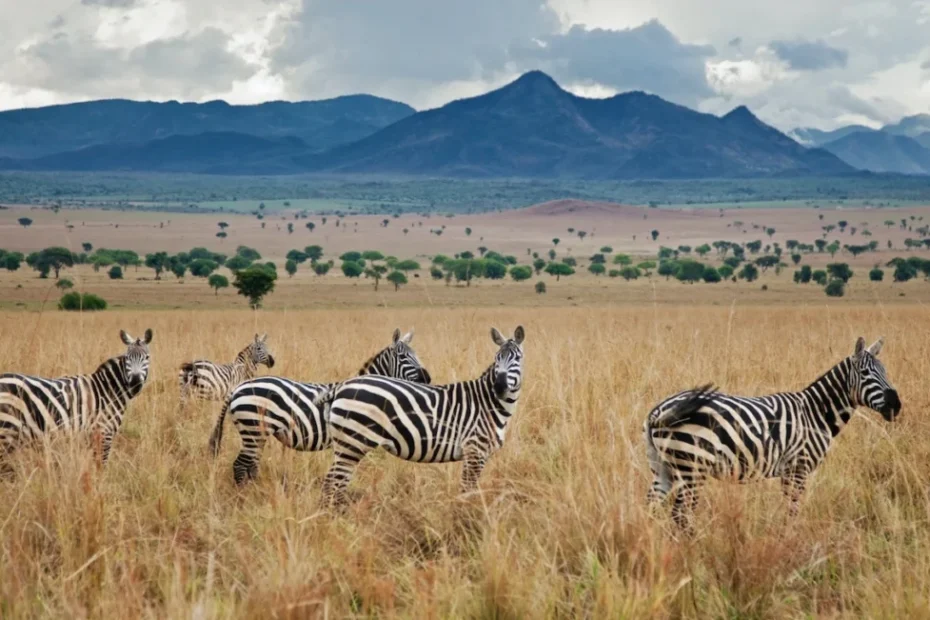 Uganda National Parks, Safaris and Lodges: The Ultimate Guide to 10 National Parks and Hidden Gems Uganda National Parks, Safaris and Lodges: The Ultimate Guide to 10 National Parks and Hidden Gems