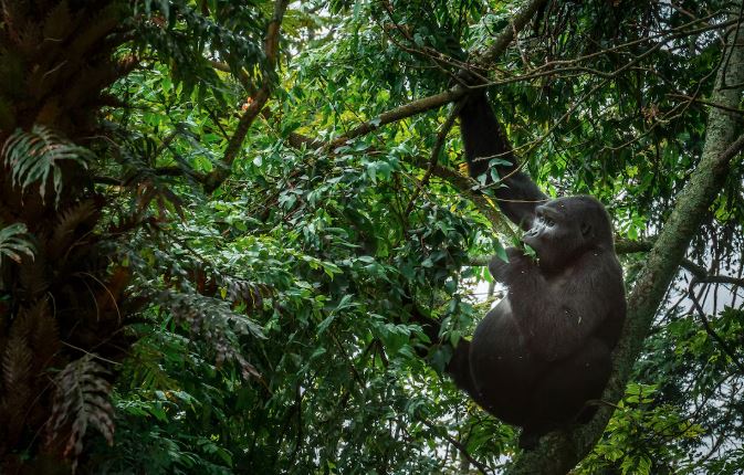 Mountain Gorilla Behavior in Uganda: Why They Are Always Moving (7 Fascinating Secrets) Mountain Gorilla Behavior in Uganda: Why They Are Always Moving (7 Fascinating Secrets)