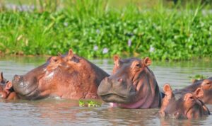 Uganda National Parks, Safaris and Lodges