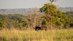 Pian Upe Wildlife Reserve