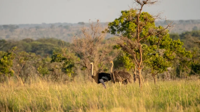 Mount Elgon National Park: Complete Guide to Hiking Wagagai Peak, Caves and Sipi Falls Ostriches in Pian Upe Wildlife Reserve north of Mount Elgon
