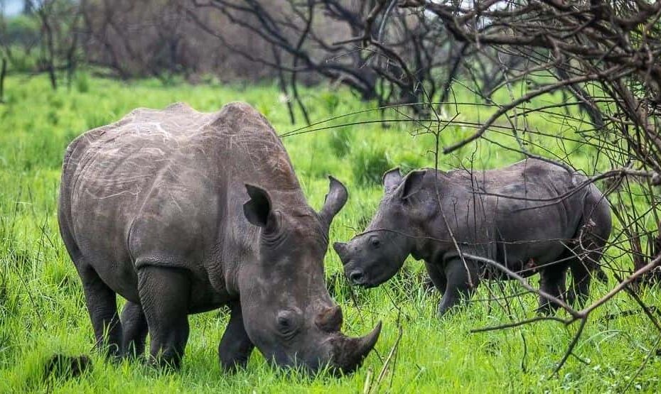 Rhino Tracking in Kidepo National Park: 7 Best Lodges & Camps to Stay Rhino Tracking in Kidepo National Park: 7 Best Lodges & Camps to Stay