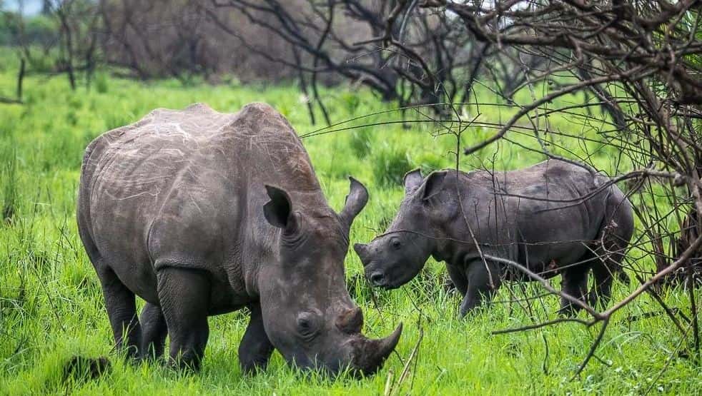 3-Day Murchison Falls Safari with Rhino Tracking 3-Day Murchison Falls Safari with Rhino Tracking