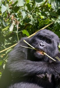 Bwindi Gorilla Trekking