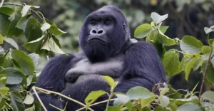 Uganda Gorilla Trekking and Big Five Safari