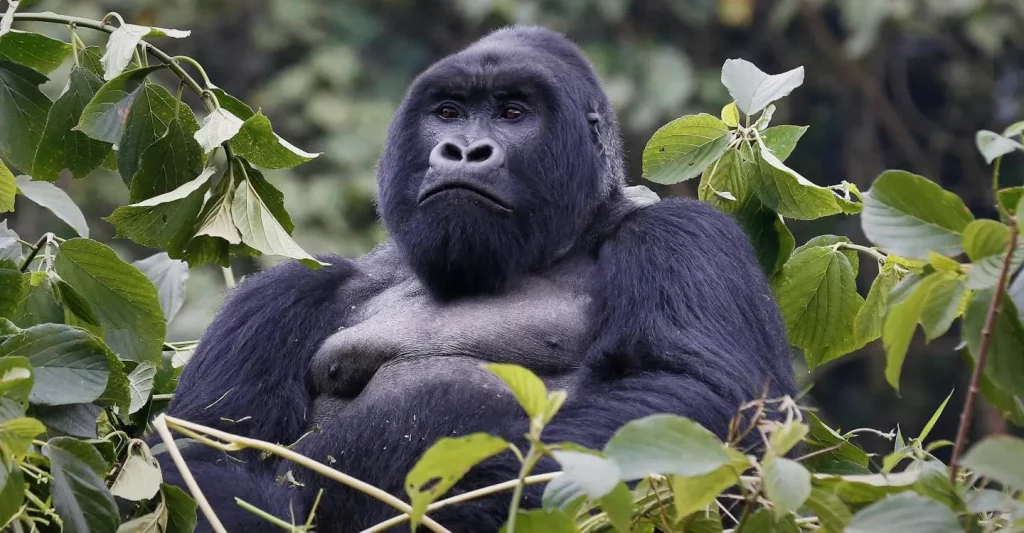 Silverback Gorilla Strength: How Hard Can a Gorilla Punch? Silverback gorilla strength