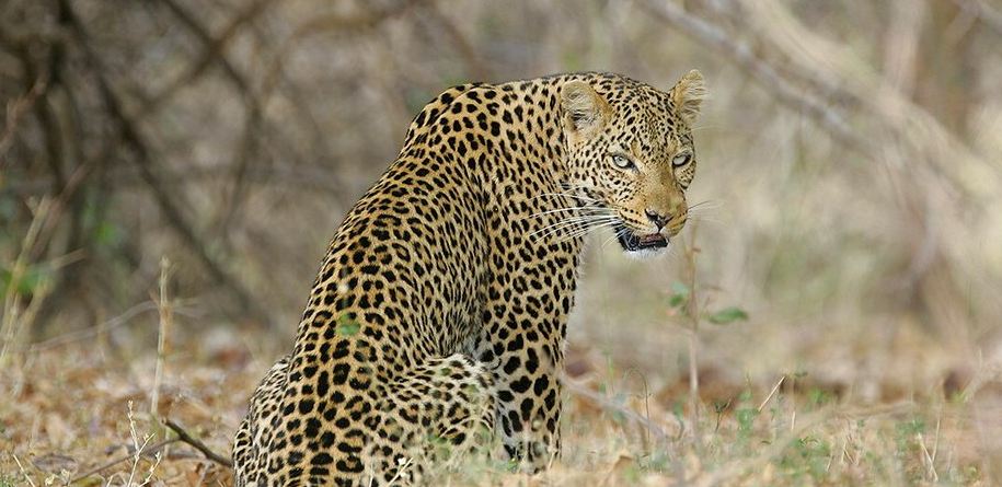 Southern Africa Tours: 4 Amazing Countries for the Best Safari Adventure Safari in Kafue National Park, Zambia