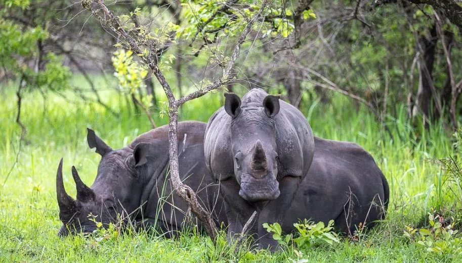 Rhinos in Kidepo: 7 Things to Know About Uganda’s New Big Five Safari Destination Rhinos in Kidepo: 7 Things to Know About Uganda’s New Big Five Safari Destination