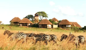 Rhino Tracking in Kidepo National Park: 7 Best Lodges & Camps to Stay
