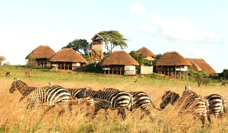 Zebras grazing below thatched safari cottages in Kidepo Valley National Park