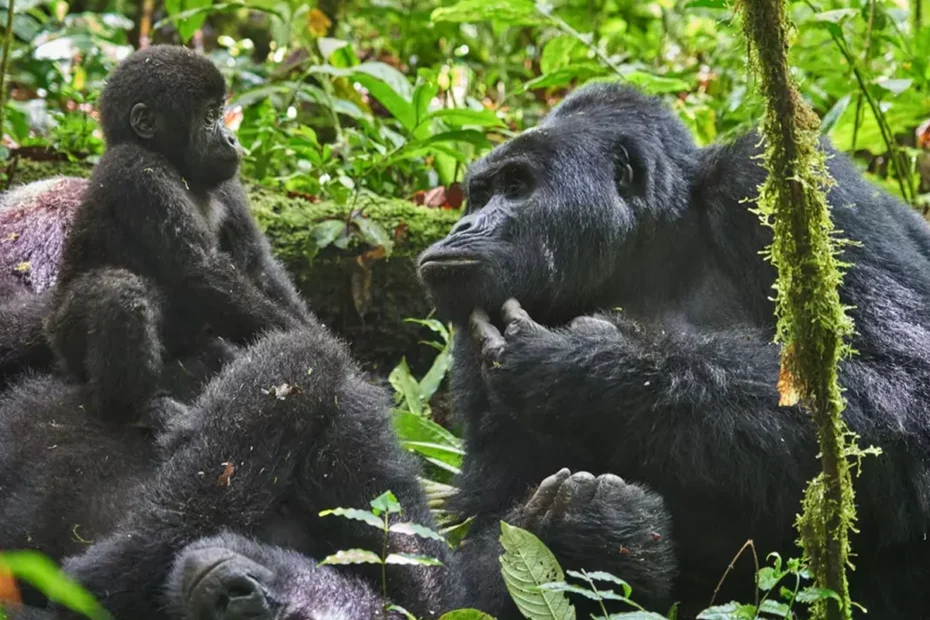 Bwindi Impenetrable Forest: Complete Uganda Gorilla Guide Bwindi Impenetrable Forest: a mountain gorilla family with a baby and silverback