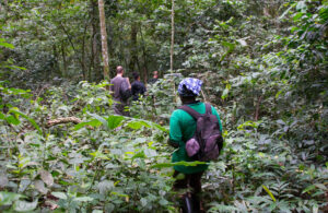 Gorilla Trek