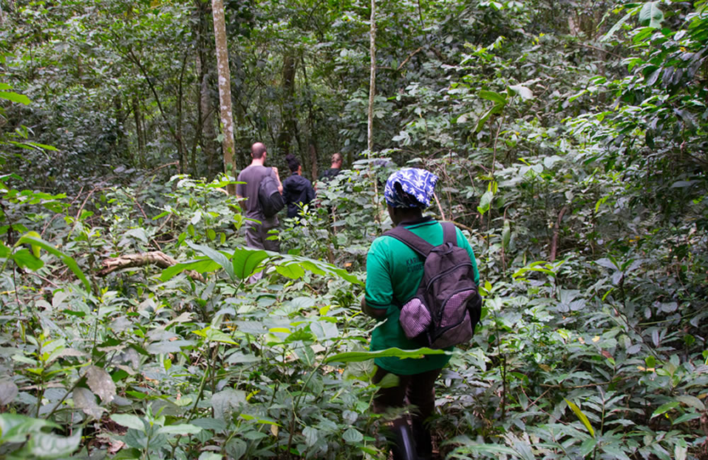 Gorilla Trekking for Ugandans: Exploring Your Own Backyard Gorilla Trekking for Ugandans: Exploring Your Own Backyard