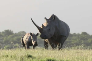 Rhino Tracking in Kidepo National Park