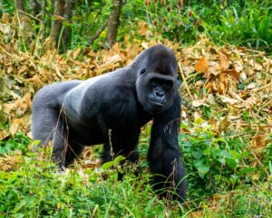 Gorilla Trekking Safety