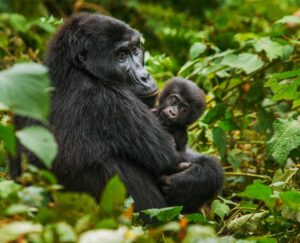 Best Gorilla Safari in Uganda and Rwanda