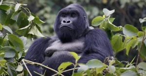 Best Gorilla Safari in Uganda and Rwanda: Bwindi, Mgahinga & Volcanoes Explained