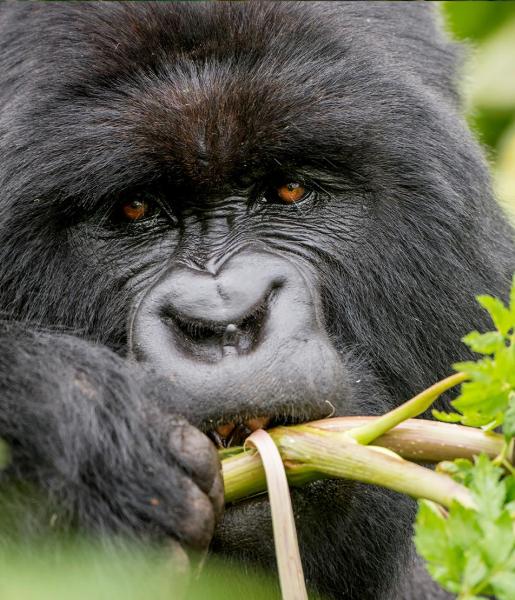 Best Gorilla Safari in Uganda and Rwanda: Bwindi, Mgahinga & Volcanoes Explained Best Gorilla Safari in Uganda and Rwanda: Bwindi, Mgahinga & Volcanoes Explained