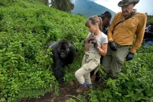 7 Day Uganda Gorilla & Chimpanzee Safari: Exciting Bwindi, Kibale & Queen Elizabeth.