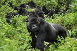 Mountain Gorilla Behavior in Uganda