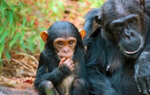 Uganda Chimpanzee trekking