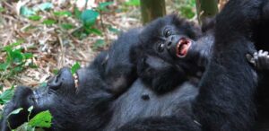Bwindi Gorilla Tours and Safaris