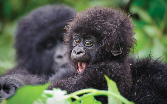 Bwindi Gorilla Tours and Safaris: 7 Proven Tips for Uganda Bwindi Gorilla Tours and Safaris: 7 Proven Tips for Uganda