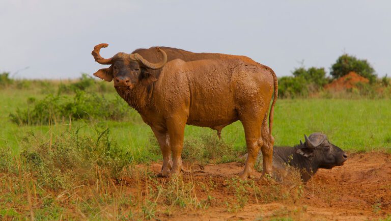 Buffalo on a game drive in Murchison Falls National Park
